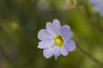 Southern butterwort